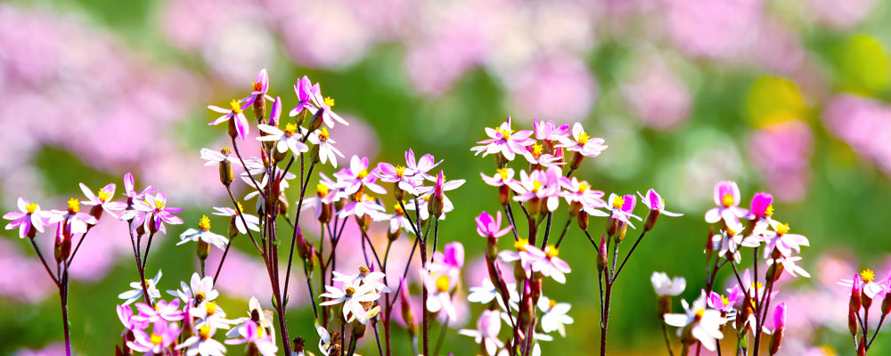 Pink and white desert wildflowers near Alice Springs, Northern Territory - fine art photography print by Adam Gormley