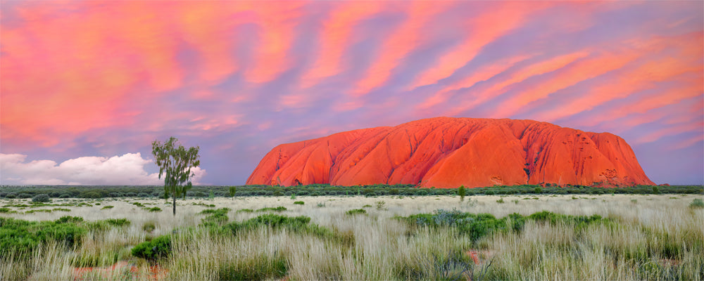 Striped pink clouds above Uluru at sunset, Northern Territory - fine art photography print by Adam Gormley