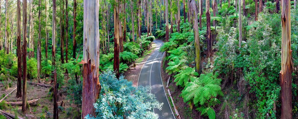 Mountain ash trunks and tree ferns on a bend of Black Spur Drive, Victoria - fine art photography print by Adam Gormley