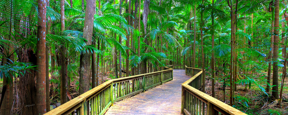 Buderim Rainforest Walk