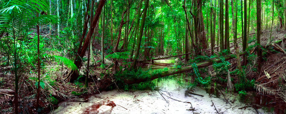 White-sand creek winding through rainforest near Central Station, K'gari (Fraser Island), Queensland - fine art photography print by Adam Gormley