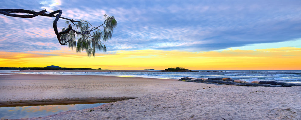 Cotton Tree Sunset