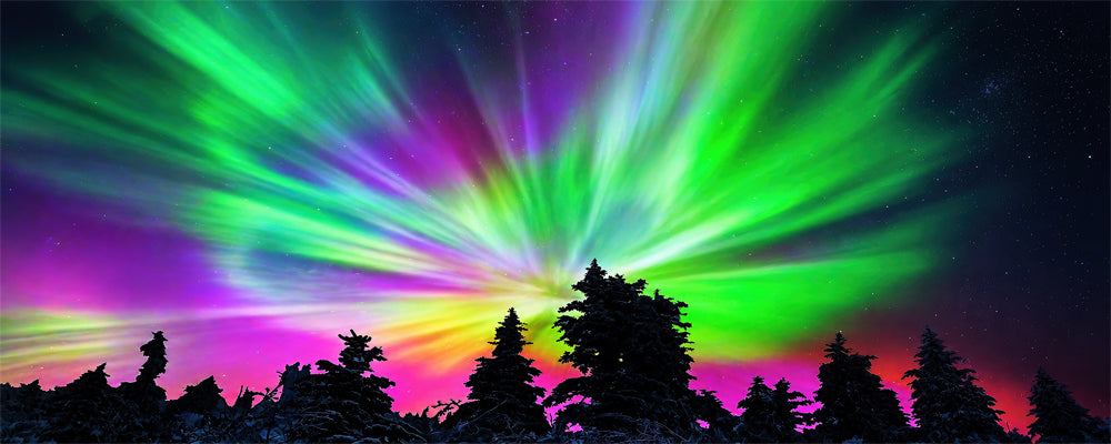 Burst of green and pink northern lights above spruce trees near Fairbanks, Alaska - fine art photography print by Adam Gormley