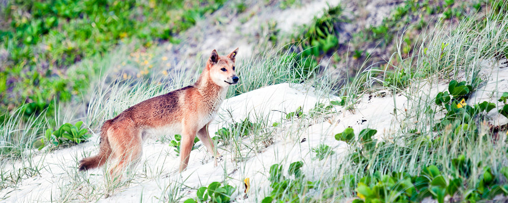 Dingo walking through dune grass, K'gari (Fraser Island), Queensland - fine art photography print by Adam Gormley