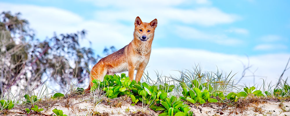 Golden dingo standing on a dune against a blue sky, K'gari (Fraser Island), Queensland - fine art photography print by Adam Gormley