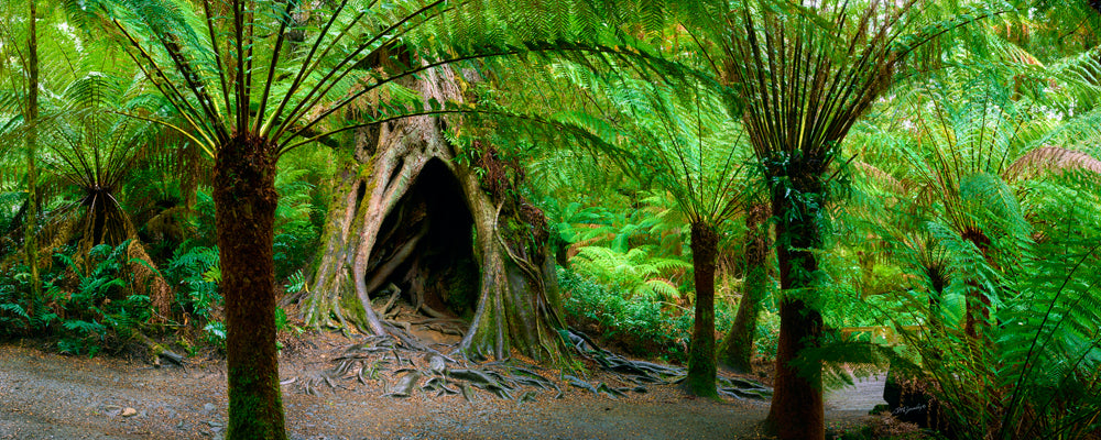 Old hollow tree among tree ferns in the Otway rainforest, Victoria - fine art photography print by Adam Gormley