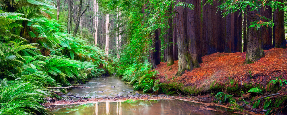 Redwood trees beside a fern-lined creek in the Otways, Victoria - fine art photography print by Adam Gormley