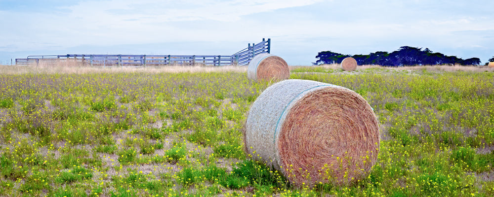 Round hay bales in a green paddock of yellow flowers, country Victoria - fine art photography print by Adam Gormley