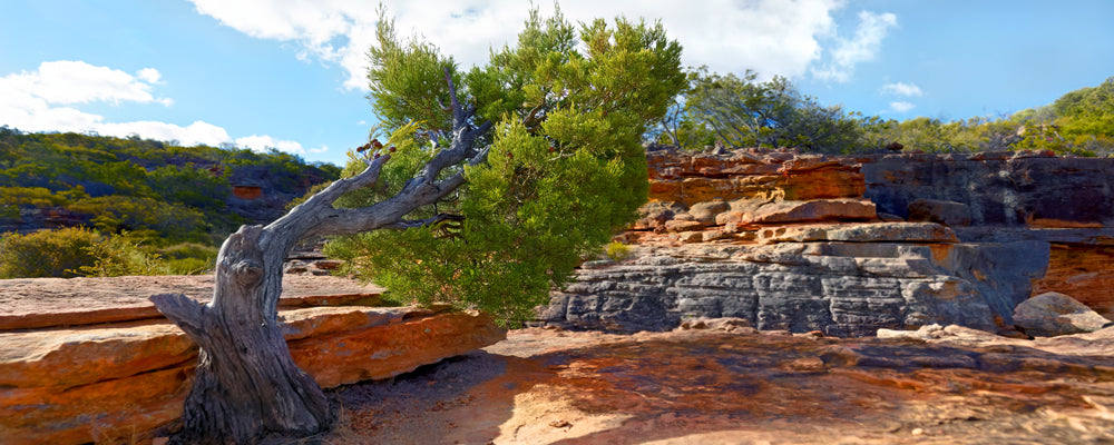 Twisted tree on layered sandstone in Kalbarri National Park, Western Australia - fine art photography print by Adam Gormley
