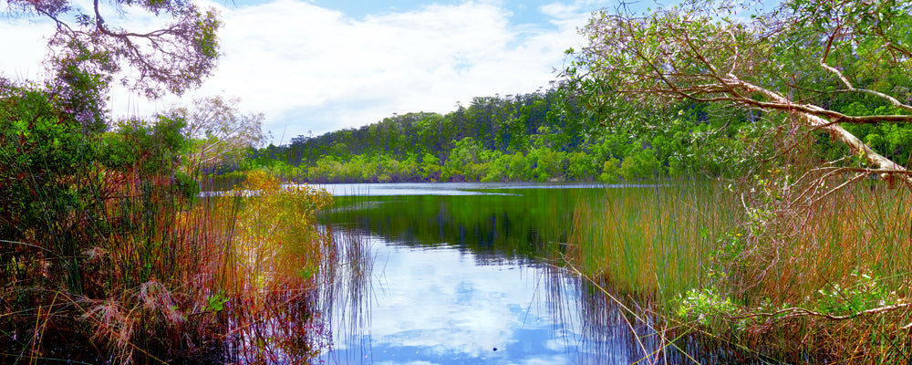 Reeds and still reflections at Lake Allom, K'gari (Fraser Island), Queensland - fine art photography print by Adam Gormley