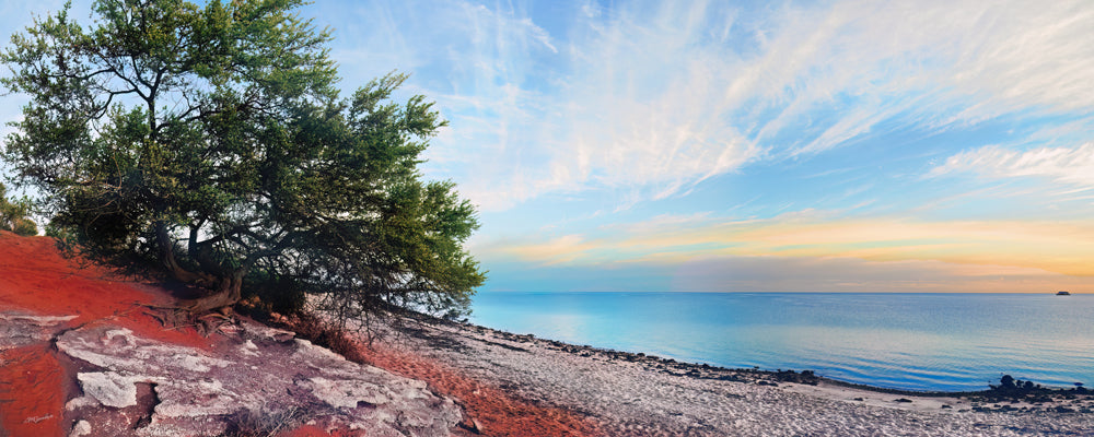 Tree on red earth above the calm shoreline at Monkey Mia, Shark Bay, Western Australia - fine art photography print by Adam Gormley