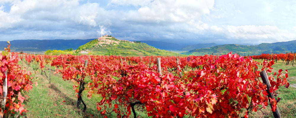 Red autumn vineyard below the hilltop town of Motovun, Istria, Croatia - fine art photography print by Adam Gormley