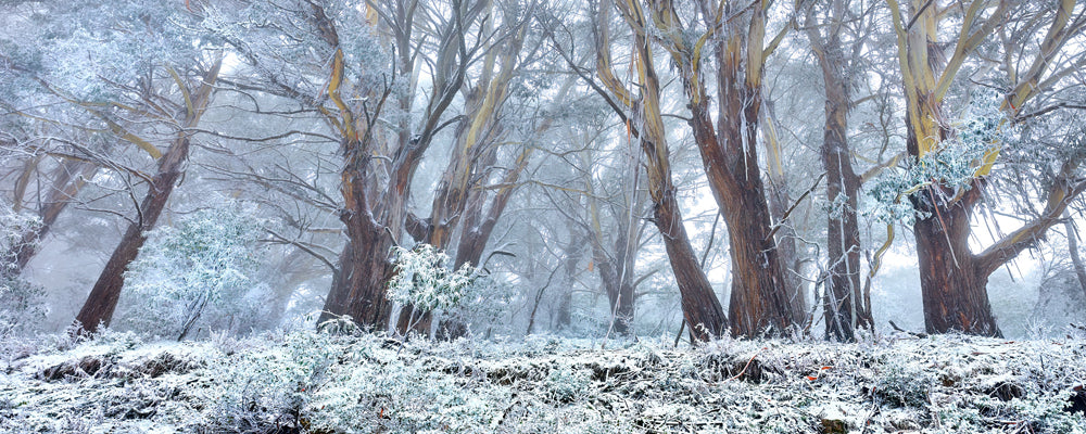 Frost-covered snow gums on Mt Buller, Victorian High Country - fine art photography print by Adam Gormley