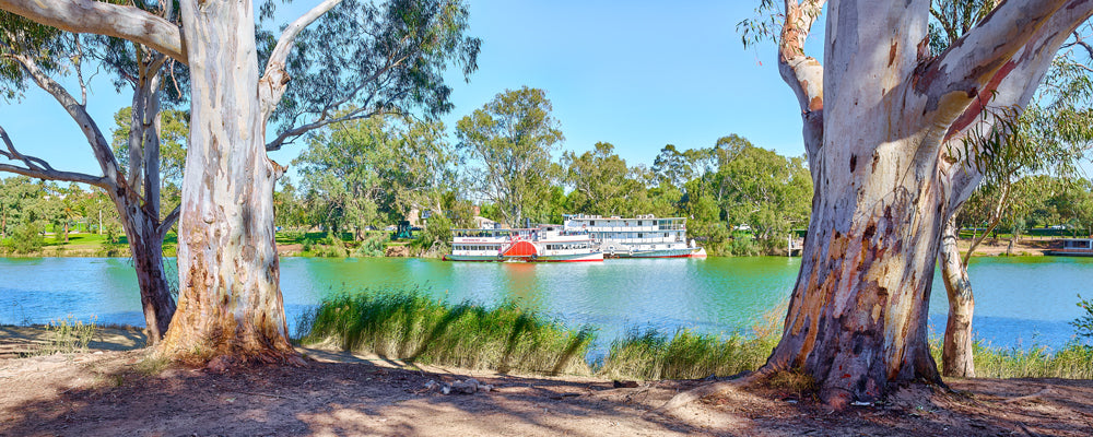 Paddle steamers on the Murray River between old river red gums, Victoria - fine art photography print by Adam Gormley