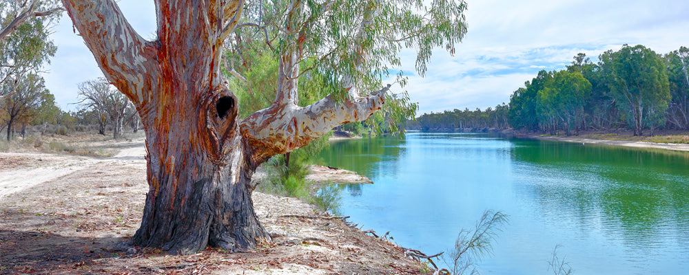 Gnarled old river red gum on the bank of the Murray River, Victoria - fine art photography print by Adam Gormley