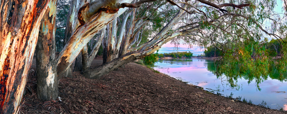 River red gums over the Murray River under a pastel morning sky, Victoria - fine art photography print by Adam Gormley