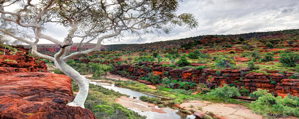 White gum above the Finke River near Palm Valley, Finke Gorge National Park, Northern Territory - fine art photography print by Adam Gormley
