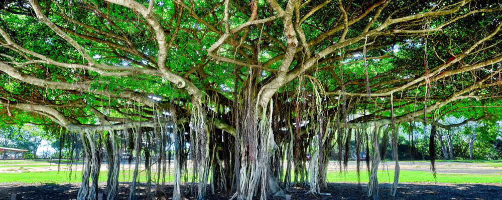 Giant fig tree with hanging roots at Point Vernon, Hervey Bay, Queensland - fine art photography print by Adam Gormley