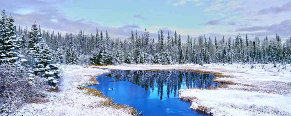 Blue pool reflecting snow-dusted spruce trees in a frosty clearing, Alaska - fine art photography print by Adam Gormley