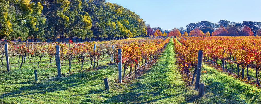 Autumn vines in red and gold in the Rutherglen wine region, Victoria - fine art photography print by Adam Gormley