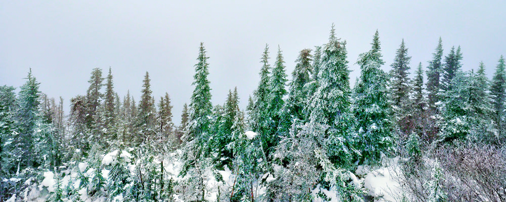 Fresh snow on the branches of a dense spruce forest, Interior Alaska - fine art photography print by Adam Gormley