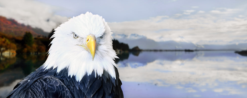 Bald eagle in front of calm water and mountains near Valdez, Alaska - fine art photography print by Adam Gormley