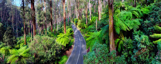 Mountain ash and tree ferns along the road through the Black Spur, Victoria - fine art photography print by Adam Gormley