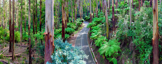 Mountain ash trunks and tree ferns on a bend of Black Spur Drive, Victoria - fine art photography print by Adam Gormley
