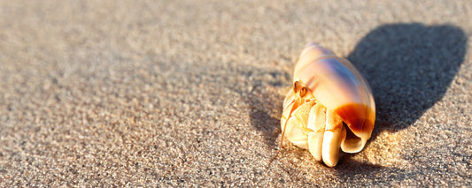Hermit Crab watches sunset
