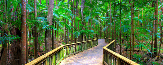 Buderim Rainforest Walk