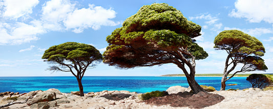 Bunker Bay Trees
