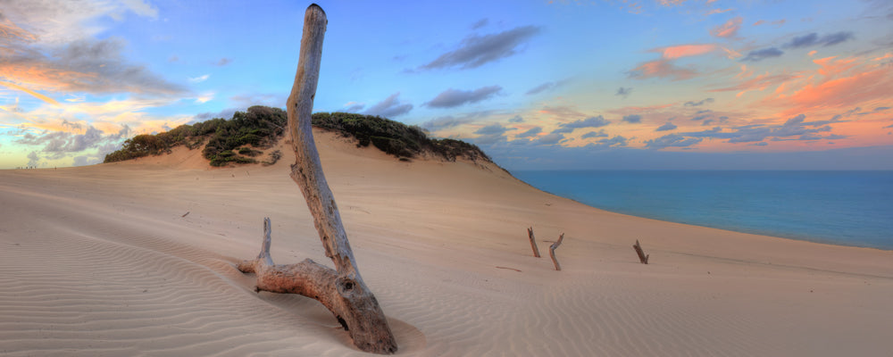 Weathered branch in rippled sand at Carlo Sandblow at sunset, Rainbow Beach, Queensland - fine art photography print by Adam Gormley