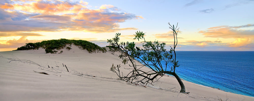 Lone wind-bent shrub on Carlo Sandblow above the ocean, Rainbow Beach, Queensland - fine art photography print by Adam Gormley