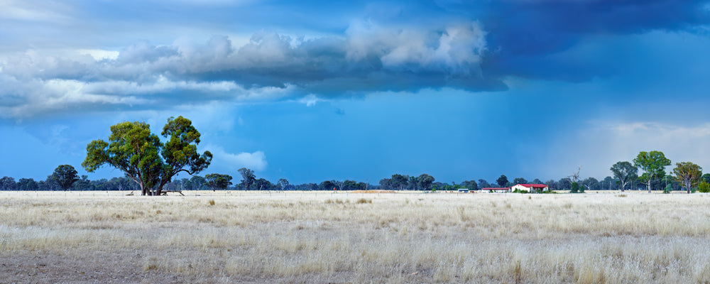 Dark storm clouds over a golden paddock and a lone gum tree, country Victoria - fine art photography print by Adam Gormley
