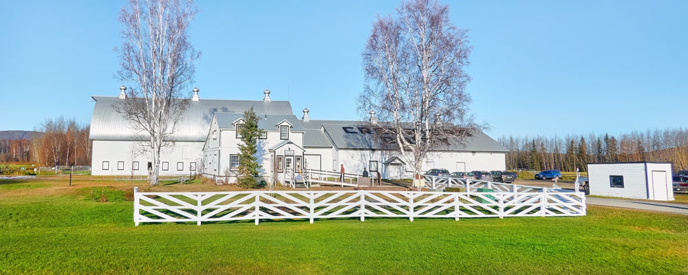 White dairy barns and birch trees at Creamer's Field, Fairbanks, Alaska - fine art photography print by Adam Gormley