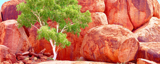 White ghost gum against red granite boulders at Karlu Karlu (Devils Marbles), Northern Territory - fine art photography print by Adam Gormley