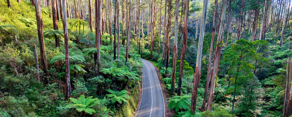 Road winding through mountain ash and tree ferns in the Dandenong Ranges, Victoria - fine art photography print by Adam Gormley