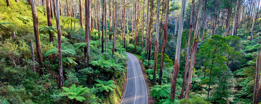 Road winding through mountain ash and tree ferns in the Dandenong Ranges, Victoria - fine art photography print by Adam Gormley