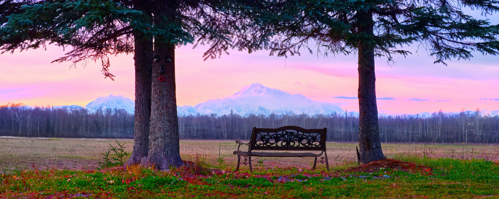 Bench between spruce trees looking out to Denali under a pink sky, Alaska - fine art photography print by Adam Gormley