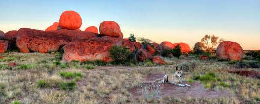 Dingo resting below red boulders at sunset, Karlu Karlu (Devils Marbles), Northern Territory - fine art photography print by Adam Gormley