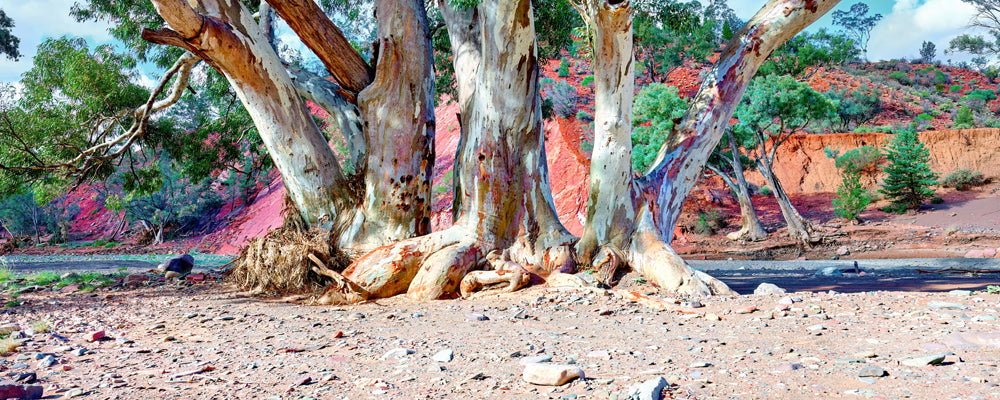River red gums in a dry creek bed, East MacDonnell Ranges, Northern Territory - fine art photography print by Adam Gormley