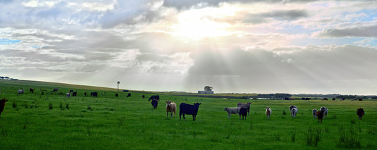 Esperance Cows