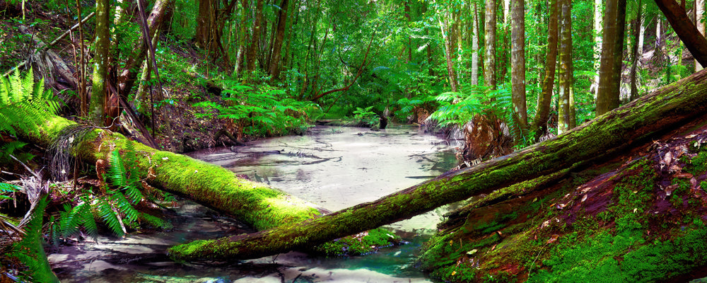 Mossy logs across a clear creek in rainforest at Central Station, K'gari (Fraser Island), Queensland - fine art photography print by Adam Gormley
