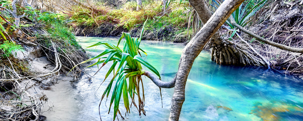 Clear water flowing past pandanus at Eli Creek, K'gari (Fraser Island), Queensland - fine art photography print by Adam Gormley