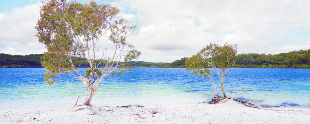 Two trees on the white sand of Lake McKenzie, K'gari (Fraser Island), Queensland - fine art photography print by Adam Gormley