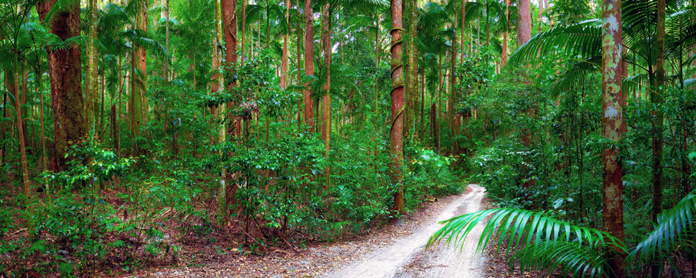 Sandy track through tall rainforest and palms, K'gari (Fraser Island), Queensland - fine art photography print by Adam Gormley