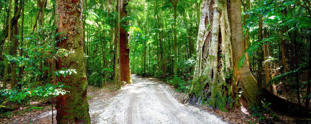 Giant strangler fig beside a sand track in rainforest, K'gari (Fraser Island), Queensland - fine art photography print by Adam Gormley
