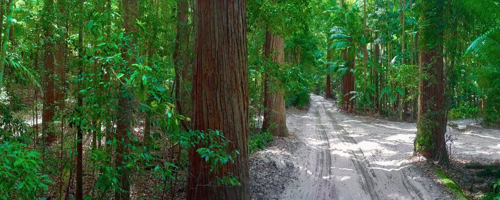 Sandy 4WD track through tall forest, K'gari (Fraser Island), Queensland - fine art photography print by Adam Gormley