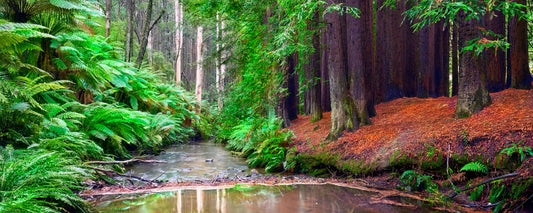 Redwood trees beside a fern-lined creek in the Otways, Victoria - fine art photography print by Adam Gormley