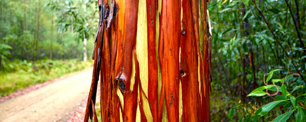 Red and orange bark peeling from a gum tree beside a forest track, Victoria - fine art photography print by Adam Gormley